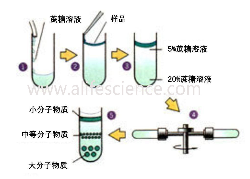 蛋白提取純化的幾種常用方法