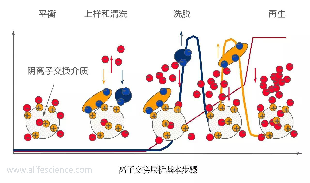 蛋白提取純化的幾種常用方法