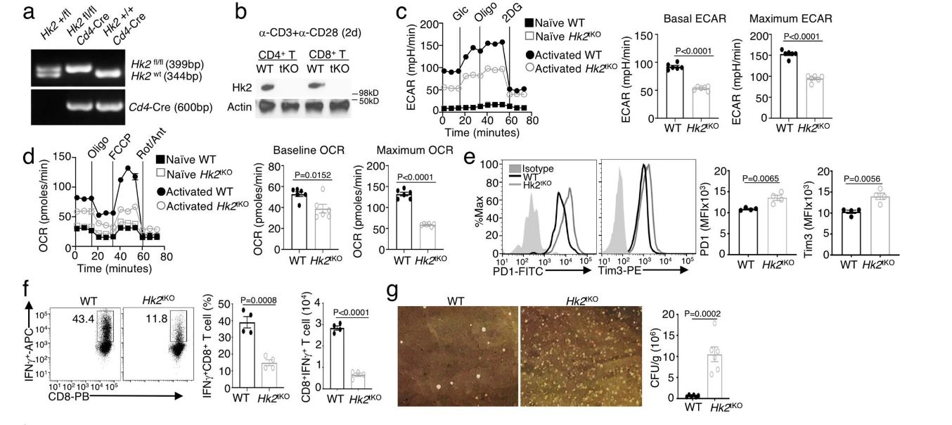 HK2的T細(xì)胞特異性缺失會損害T細(xì)胞代謝以及針對腫瘤發(fā)生和細(xì)菌感染的免疫反應(yīng)
