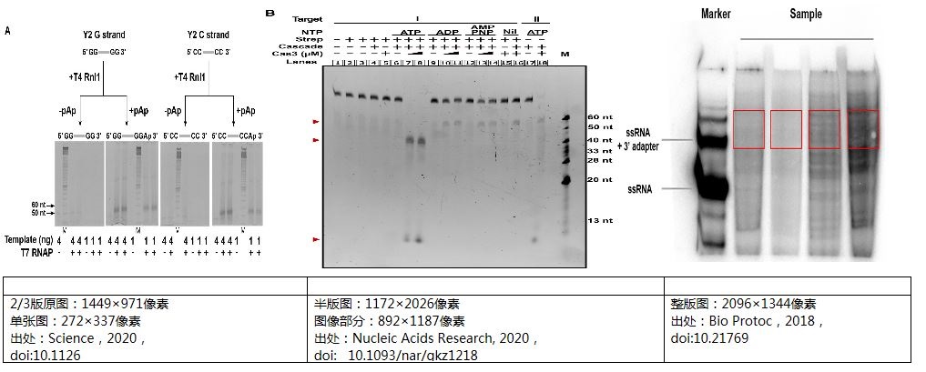 SCI論文電泳凝膠圖像應(yīng)用舉例