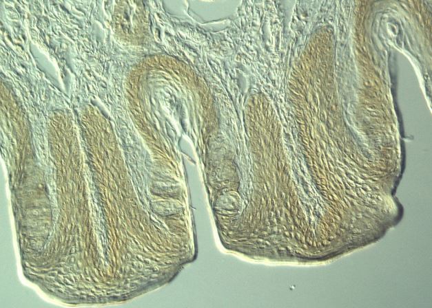 兔子味蕾斷面，微分干涉對比顯微鏡