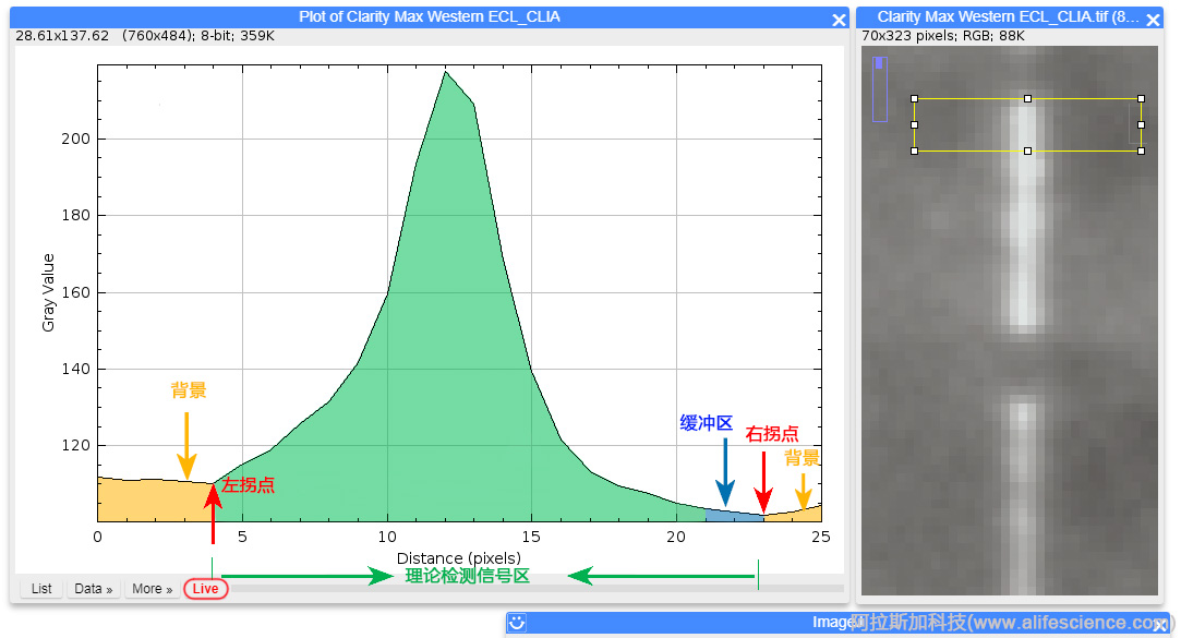 Image J Plot Profile評估選區(qū)邊界-2