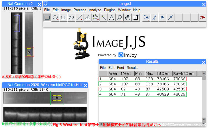 Western Blot圖像長軸分析模式分析結(jié)果.jpg