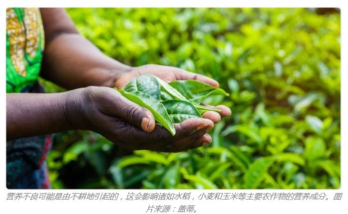 植物中的特定蛋白質(zhì)可預防人體缺鋅