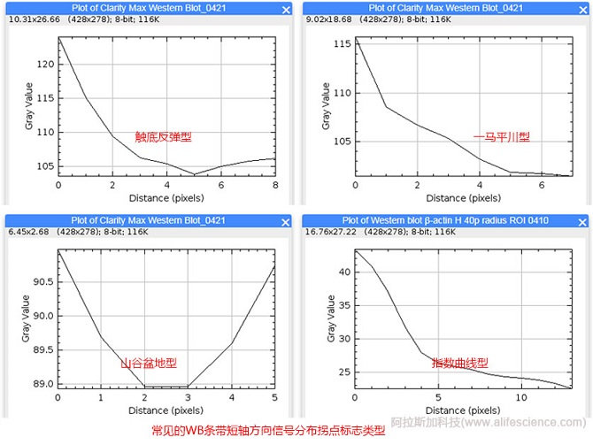 WB條帶短軸方向信號分布拐點(diǎn)標(biāo)志.jpg