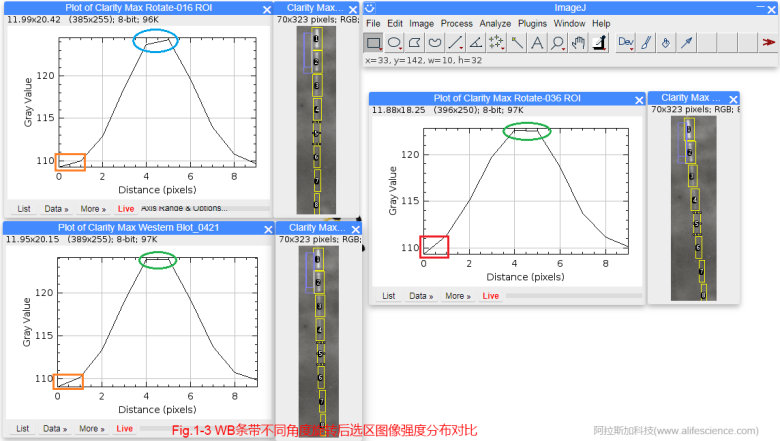 蜂蜜瀏覽器_Fig.1-3 WB條帶不同角度旋轉(zhuǎn)后選區(qū)圖像強(qiáng)度分布對比.jpg
