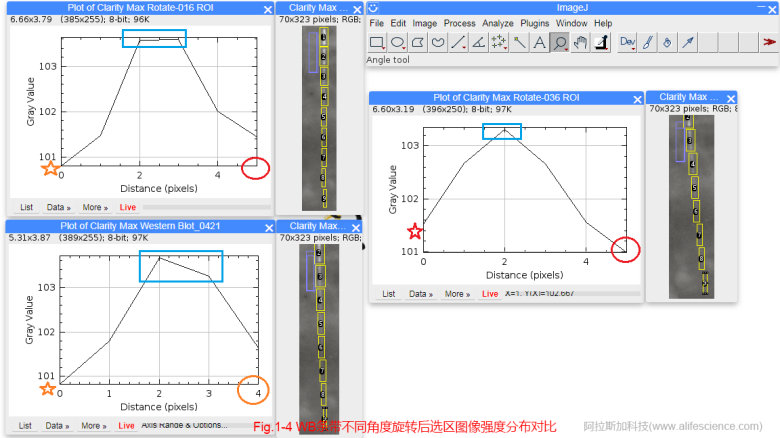 蜂蜜瀏覽器_Fig 1-4 WB條帶不同角度旋轉(zhuǎn)后選區(qū)圖像強(qiáng)度分布對比.jpg