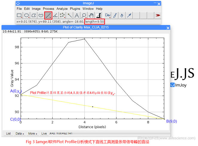 Fig 3 IamgeJ軟件Plot Profile分析模式下直線工具測量條帶信號峰的直徑.jpg