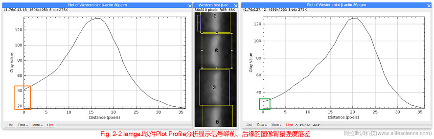 Fig 2-2 IamgeJ軟件Plot Profile分析顯示信號峰前、后緣的圖像背景強(qiáng)度落差.jpg