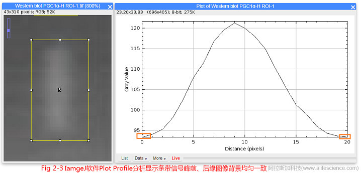 Fig.2-3 IamgeJ軟件Plot Profile分析顯示條帶信號峰前、后緣圖像背景均勻一致.jpg