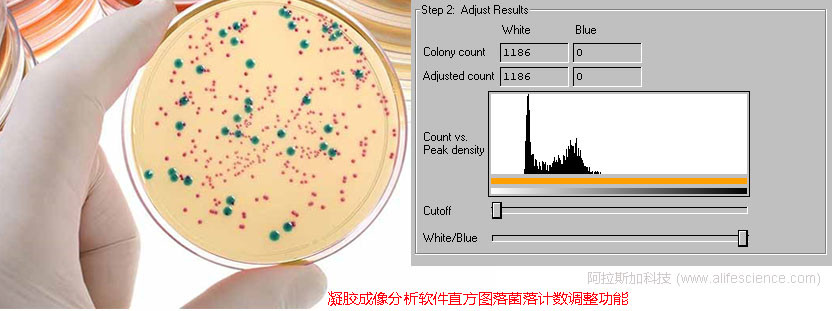 凝膠成像分析軟件菌落計(jì)數(shù)調(diào)整功能.jpg