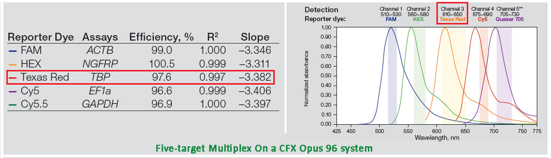 CFX Opus 96 實時熒光定量PCR儀5-target Multiplex檢測方案.jpg