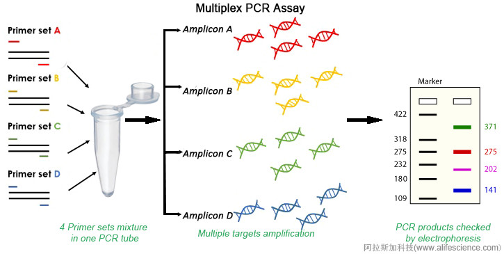 多重PCR分析技術(shù)原理和流程.jpg