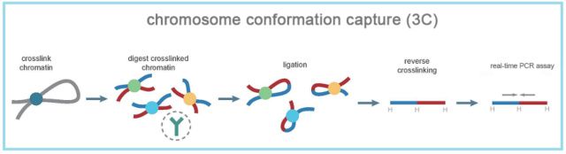 CFX Connect實(shí)時(shí)熒光定量PCR儀用于3C-qPCR分析.jpg