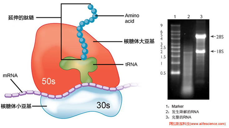 MIQE指南核酸完整性評(píng)估-RNA凝膠電泳分析.jpg