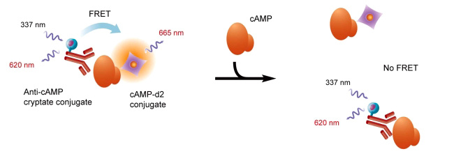 HTRF技術(shù)用于cAMP測(cè)定的原理.jpg