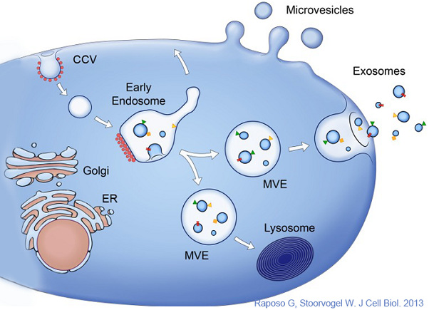 細胞外囊泡發(fā)生原理.jpg
