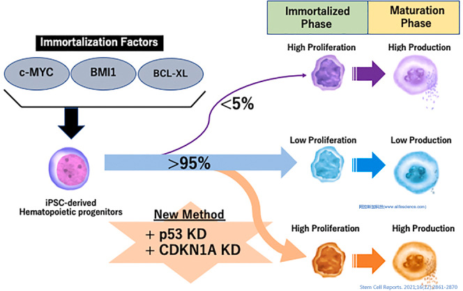 Beckman超速離心機(jī)Type 19角轉(zhuǎn)頭應(yīng)用文獻(xiàn)報(bào)道Stem Cell Reports.jpg