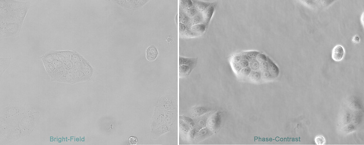 Leica DMiL、DM IL LED Leica DMi8倒置顯微鏡明場-相差細胞圖像的對比度比較.jpg