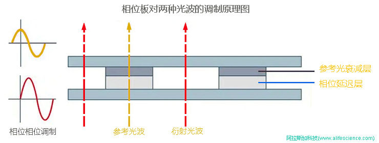 Leica DMiL Zeiss Primovert倒置相差顯微鏡物鏡相位板技術(shù)原理圖.jpg