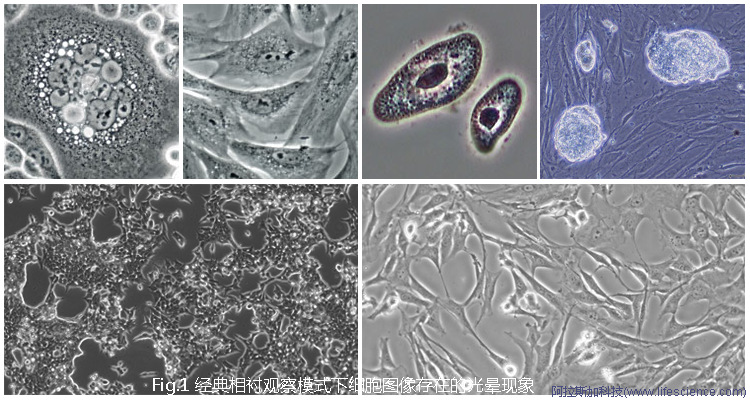 Zeiss Primovert Axiovert 5 Leica DM IL LED Olympus CKX53倒置相差顯微鏡細(xì)胞相差圖像中的光暈現(xiàn)象.jpg