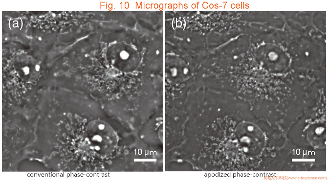 Nikon Eclipse TS2 FL_Eclipse Ti-E倒置顯微鏡APC和傳統(tǒng)PH觀察法采集Cos-7細胞圖像的對比 jpg